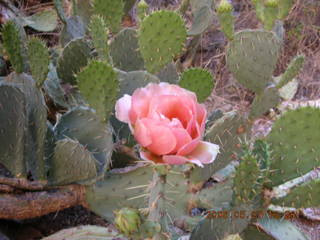 North Kaibab trail from Phantom Ranch -- red flower