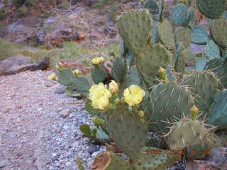 North Kaibab trail from Phantom Ranch -- yellow flowers