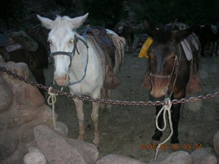 mules at Phantom Ranch