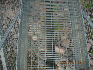 view from Bright Angel trail -- looking down through Silver Bridge