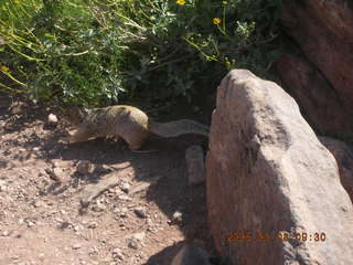 trail to Plateau Point -- Adam running