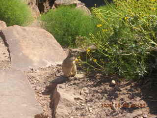 trail to Plateau Point -- friendly hiker