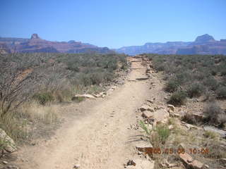 Plateau Point -- large black bird