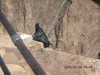 Plateau Point -- large black bird