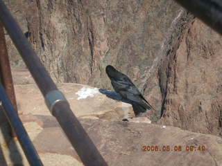 Plateau Point -- large black bird