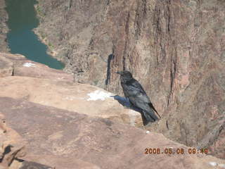 Plateau Point -- large black bird