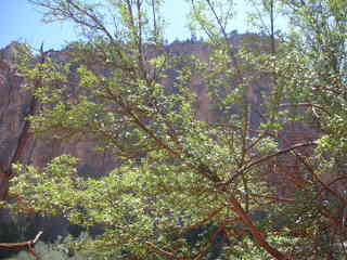 view from Bright Angel trail