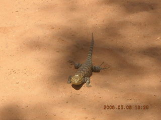 Gila monster