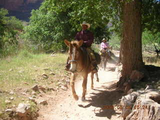 trail from Plateau Point -- mule and rider