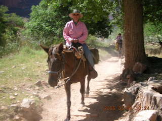 trail from Plateau Point -- mule and rider