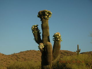 Lost Dog Wash trailhead -- saguaro cactus