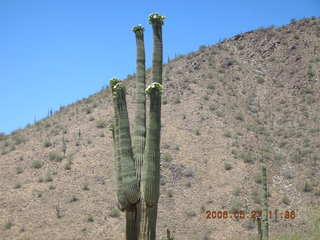 Lost Dog Wash -- saguaro cactus in bloom