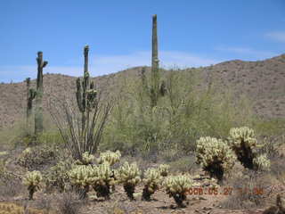 Lost Dog Wash -- saguaro cactus in bloom