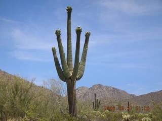 Lost Dog Wash -- saguaro cactus in bloom