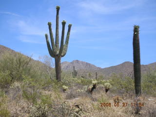 Lost Dog Wash -- saguaro cactus in bloom