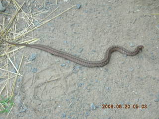 Snake in Lorimar Park