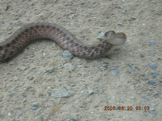 2 5us. Snake in Lorimar Park