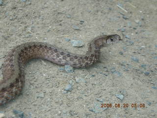 Snake in Lorimar Park