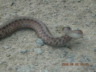 Snake in Lorimar Park