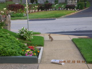 rabbit near Church Road on my run