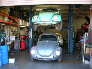 Volkswagon beetles at Doug's Bugs and Bunnies