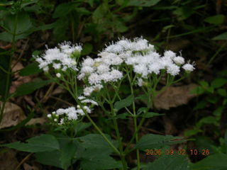 Minnesota trip - Afton run - flowers