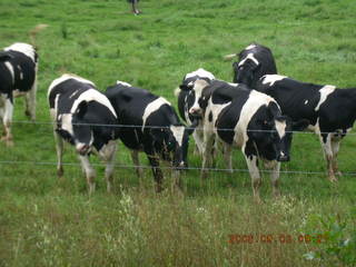 Minnesota trip - Afton run - cows