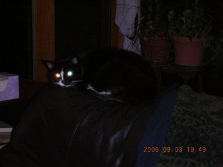 Minnesota trip - cat's glowing eyes