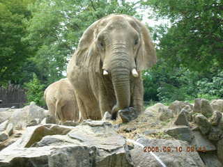 Philadelphia Zoo -- ape