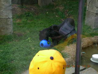 Philadelphia Zoo -- elephants