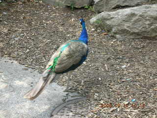 Philadelphia Zoo -- Gaby