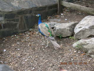 Philadelphia Zoo -- peacock