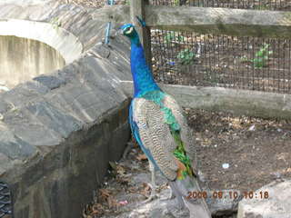 Philadelphia Zoo -- peacock