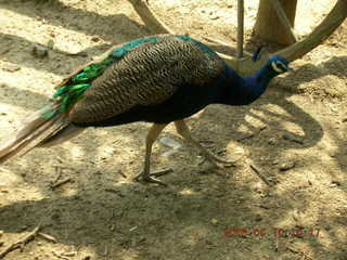 Philadelphia Zoo -- peacock