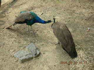 Philadelphia Zoo -- peacocks