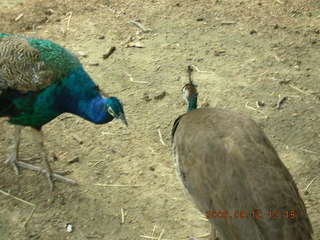 Philadelphia Zoo -- peacock