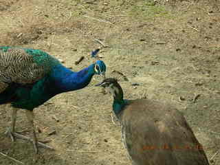 Philadelphia Zoo -- peacock