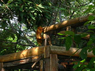 Philadelphia Zoo -- monkey