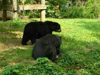 Philadelphia Zoo -- bears