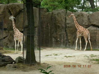 Philadelphia Zoo -- giraffes