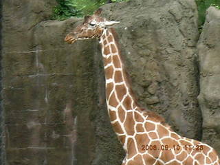 Philadelphia Zoo -- Betsy, Gaby, Ivan