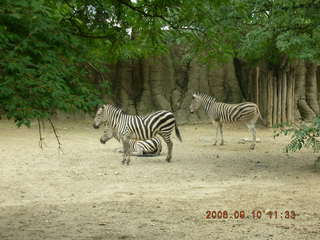 Philadelphia Zoo -- zebra