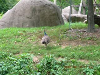 Philadelphia Zoo -- peacock