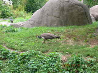 Philadelphia Zoo -- peacock