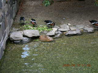 Philadelphia Zoo -- brown, white, and black birds