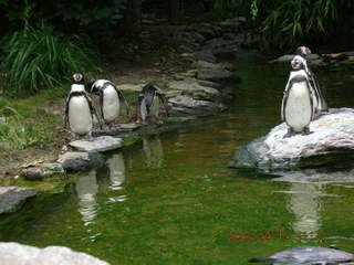 Philadelphia Zoo -- polar bear