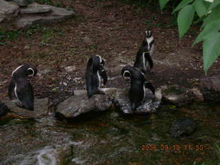 Philadelphia Zoo -- penguins