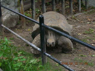 Philadelphia Zoo -- Galopagos turtle