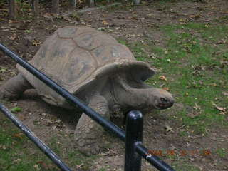 Philadelphia Zoo -- Galopagos turtle