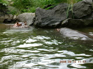 Philadelphia Zoo -- hippopotamoi